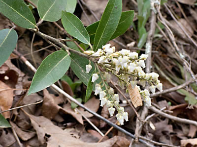 leaves and flowers